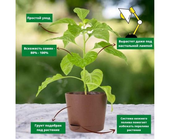 Набор для выращивания растений Plant Republic Перец острый Тринидад 7 Пот Джона pr-006 – изображение 5