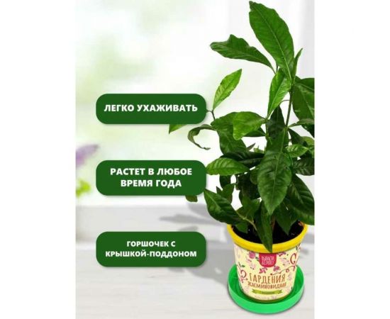 Подарочный набор для выращивания растений Вырасти,Дерево! Гардения жасминовидная zk-111 – изображение 5