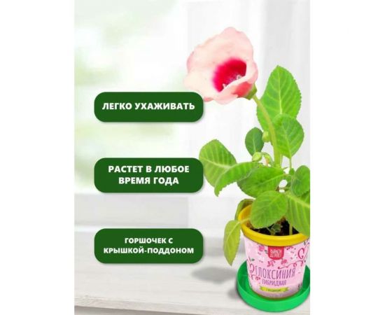 Подарочный набор для выращивания растений Вырасти,Дерево! Глоксиния гибридная zk-112 – изображение 5