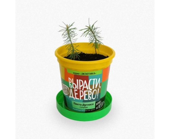 Набор для выращивания растений Вырасти,Дерево! Пихта Дугласа голубая zk-069 – изображение 2