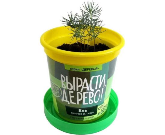 Набор для выращивания растений Вырасти,Дерево! Ель колючая сизая zk-004 – изображение 2