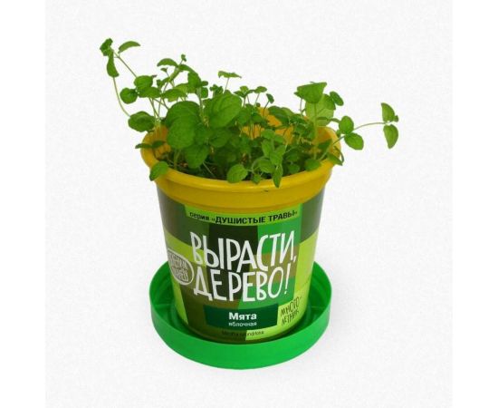 Набор для выращивания растений Вырасти,Дерево! Мята яблочная zk-093 – изображение 3