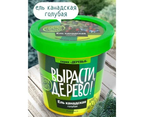 Набор для выращивания растений Вырасти,Дерево! Ель канадская голубая zk-048 – изображение 3