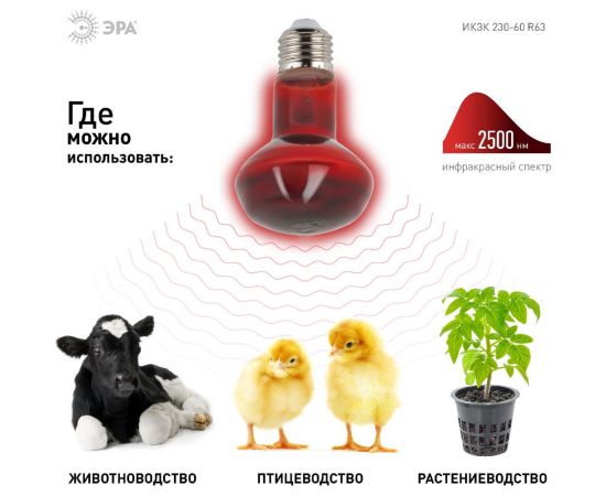 Инфракрасная лампа ЭРА ИКЗК 230-60 R63 Е27 для обогрева животных 60 Вт Е27, Б0057281 – изображение 4