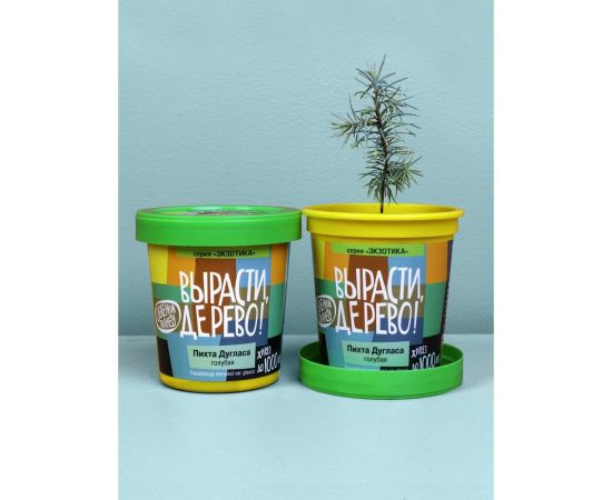 Набор для выращивания растений Вырасти,Дерево! Пихта Дугласа голубая zk-069 – изображение 4