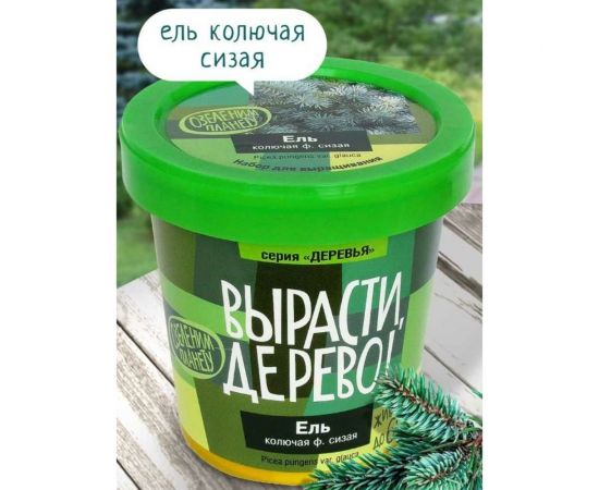 Набор для выращивания растений Вырасти,Дерево! Ель колючая сизая zk-004 – изображение 4