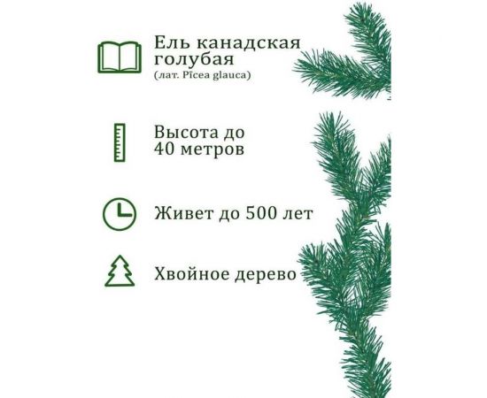 Набор для выращивания растений Вырасти,Дерево! Ель канадская голубая zk-048 – изображение 4