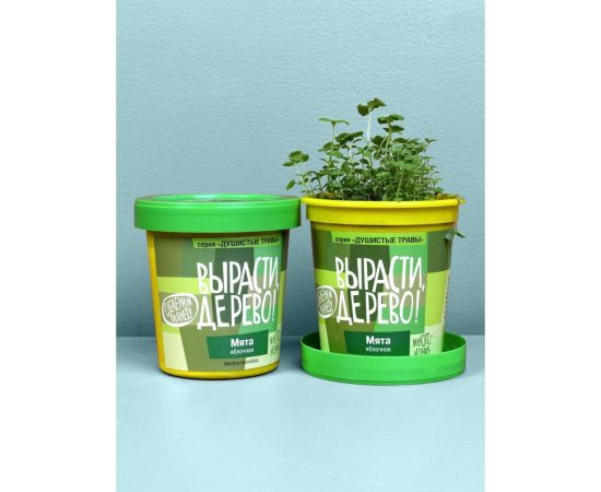 Набор для выращивания растений Вырасти,Дерево! Мята яблочная zk-093 – изображение 4