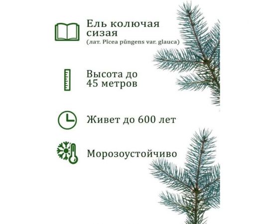 Набор для выращивания растений Вырасти,Дерево! Ель колючая сизая zk-004 – изображение 5