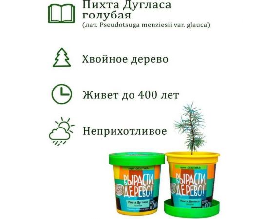 Набор для выращивания растений Вырасти,Дерево! Пихта Дугласа голубая zk-069 – изображение 5