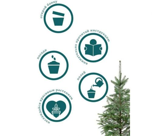 Набор для выращивания растений Вырасти,Дерево! Пихта Дугласа голубая zk-069 – изображение 6
