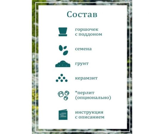 Набор для выращивания растений Вырасти,Дерево! Ель колючая сизая zk-004 – изображение 6