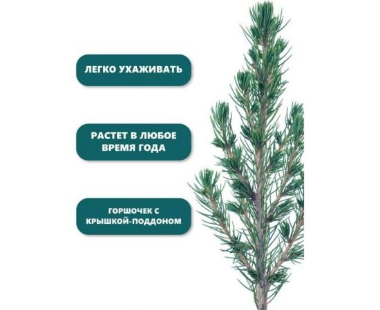 Набор для выращивания растений Вырасти,Дерево! Ель канадская голубая zk-048 – изображение 7