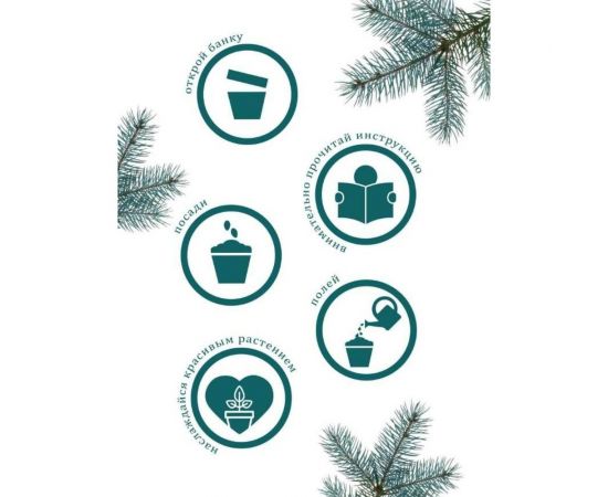 Набор для выращивания растений Вырасти,Дерево! Ель колючая сизая zk-004 – изображение 7