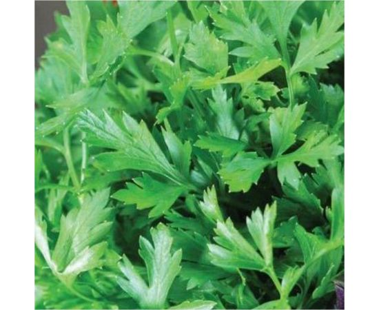 Семена Тимирязевский питомник петрушка Листовая обыкновенная 6 г 4630035660359 – изображение 3