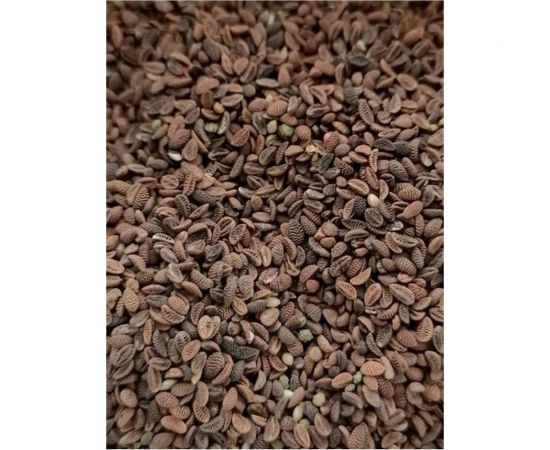 Семена Сила Суздаля Фацелия 3 кг 4680004063728 – изображение 3