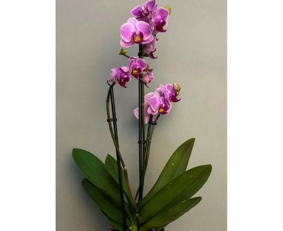 Грунт Сила Суздаля Орхидея Black, 10 л 4680004065876 – изображение 3