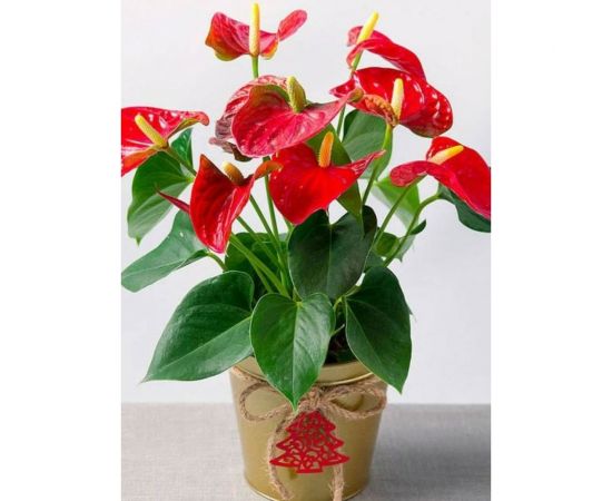 Грунт для антуриума и спатифиллума, ароидных Сила Суздаля 5 л 4680004065852 – изображение 3