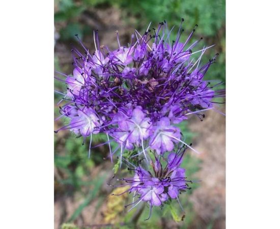 Семена Сила Суздаля Фацелия 3 кг 4680004063728 – изображение 4