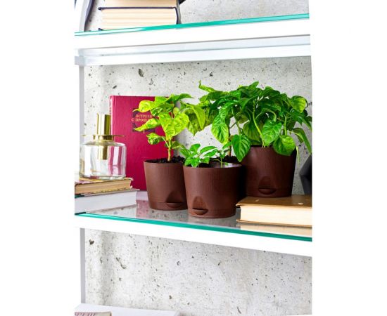 Набор для выращивания растений Plant Republic Три острых перца pr-009 – изображение 4