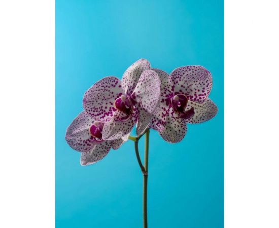 Грунт Сила Суздаля Орхидея Black, 10 л 4680004065876 – изображение 5