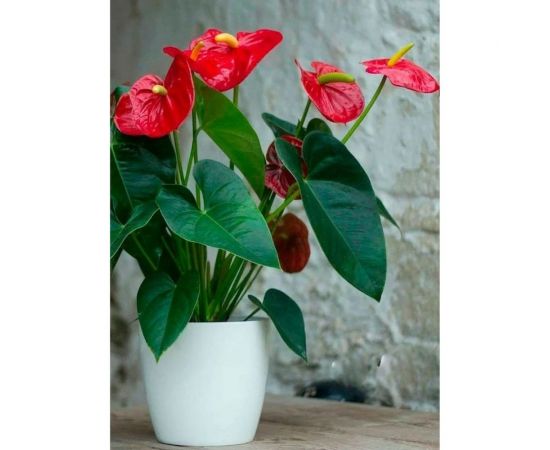 Грунт для антуриума и спатифиллума, ароидных Сила Суздаля 5 л 4680004065852 – изображение 5