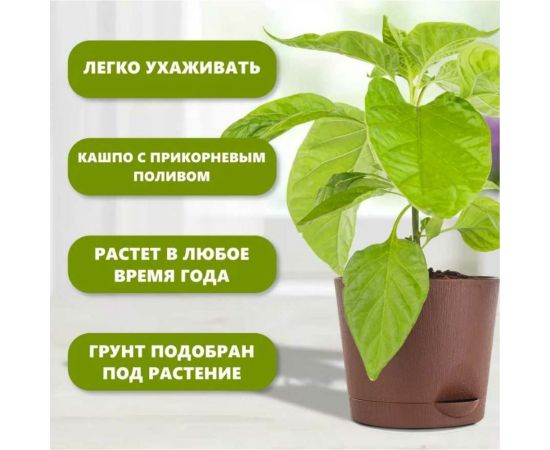 Набор для выращивания растений Plant Republic Три острых перца pr-009 – изображение 6