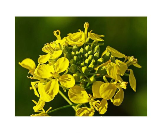 Семена горчицы Сила Суздаля 3 кг 4680004063605 – изображение 5