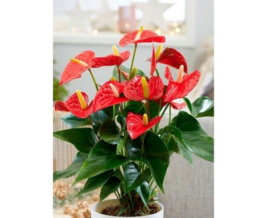 Грунт для антуриума и спатифиллума, ароидных Сила Суздаля 10 л 4680004065869 – изображение 4