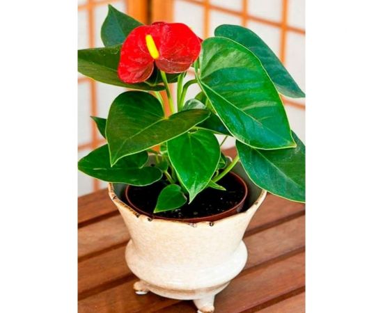 Грунт для антуриума и спатифиллума, ароидных Сила Суздаля 10 л 4680004065869 – изображение 6