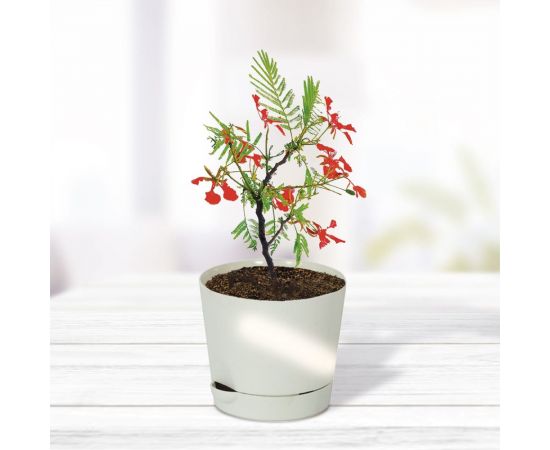 Набор для выращивания растений Тысяча листьев Премиум огненное дерево tl-037 – изображение 6