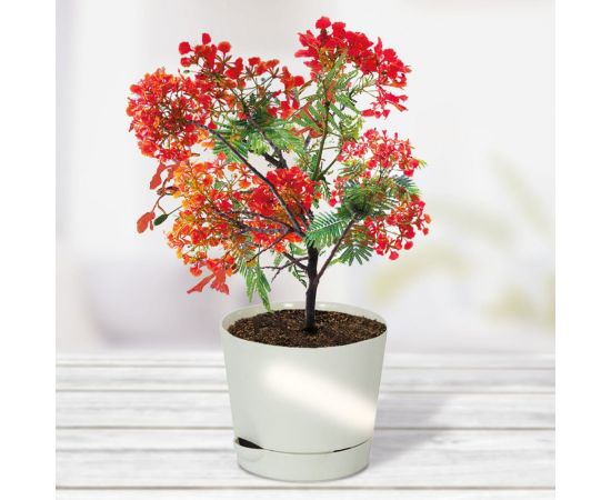 Набор для выращивания растений Тысяча листьев Премиум огненное дерево tl-037 – изображение 5