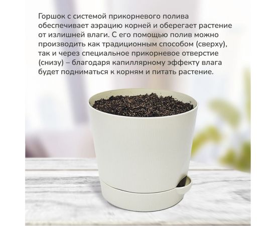 Набор для выращивания растений Тысяча листьев Премиум огненное дерево tl-037 – изображение 2