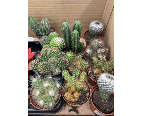 Грунт Сила Суздаля Кактусы и Cуккуленты Black, 10 л 4680004064718 – изображение 5