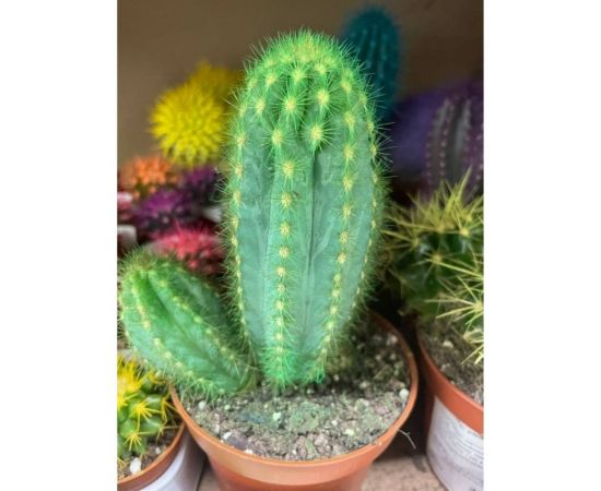 Грунт Сила Суздаля Кактусы и Cуккуленты Black, 10 л 4680004064718 – изображение 6