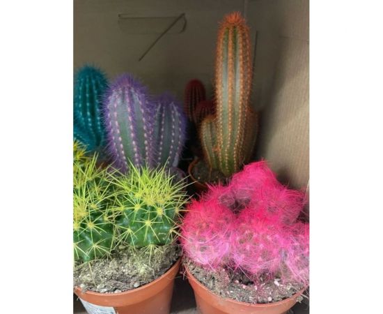 Грунт Сила Суздаля Кактусы и Cуккуленты Black, 10 л 4680004064718 – изображение 7