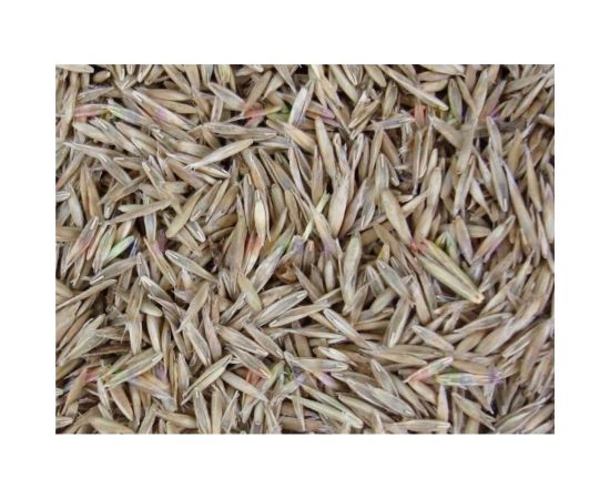 Газонная трава Сила Суздаля Овсянница Тросниковидная 1 кг 4680004066859 – изображение 3