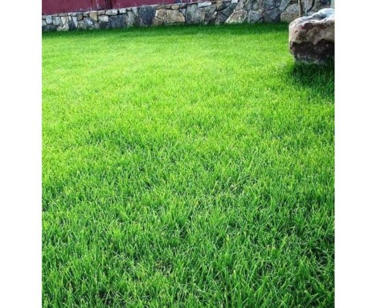 Газонная трава Сила Суздаля Овсянница Тросниковидная 1 кг 4680004066859 – изображение 5