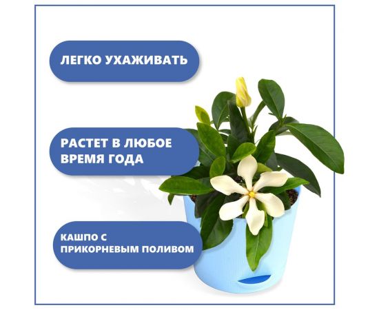 Набор для выращивания растений Тысяча Листьев гардения жасминовидная tl-034 – изображение 4