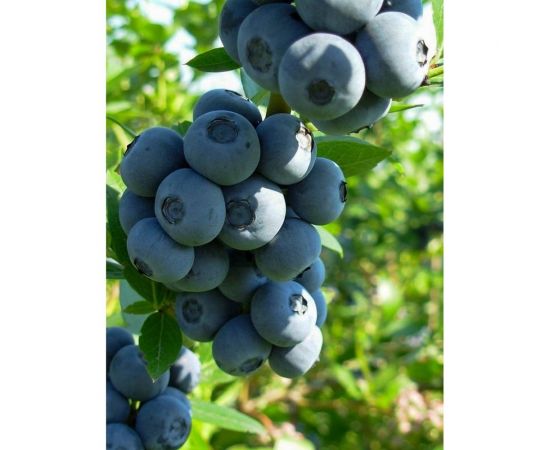 Торф для голубики Сила Суздаля 100 л 4680004062653 – изображение 4