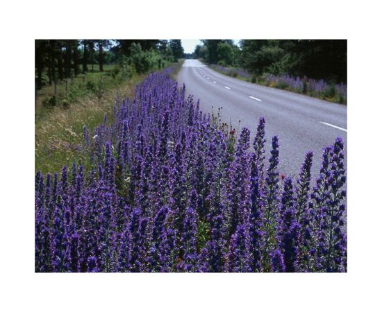 Семена Сила Суздаля Синяк 1 кг 4680004068082 – изображение 4