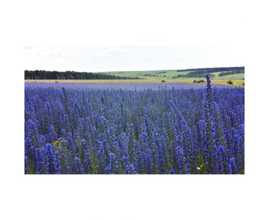 Семена Сила Суздаля Синяк 1 кг 4680004068082 – изображение 2