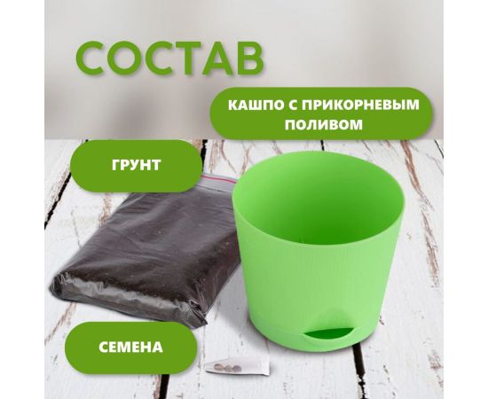 Набор для выращивания растений Тысяча Листьев кактусы tl-035 – изображение 3