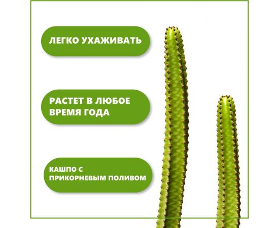 Набор для выращивания растений Тысяча Листьев кактусы tl-035 – изображение 6