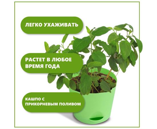 Набор для выращивания растений Тысяча Листьев эвкалипт лимонный tl-036 – изображение 5