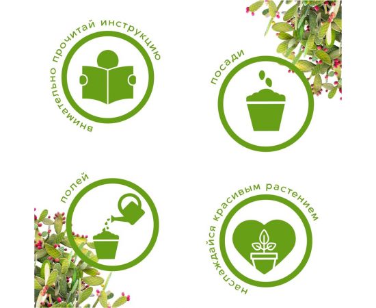 Набор для выращивания растений Тысяча Листьев кактусы tl-035 – изображение 5