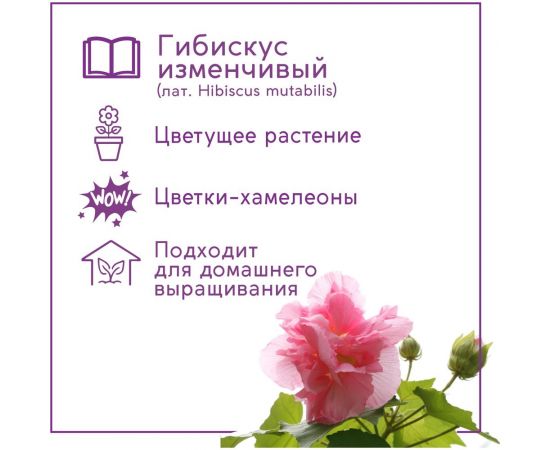 Набор для выращивания растений Тысяча Листьев сумасшедшая роза tl-033 – изображение 6