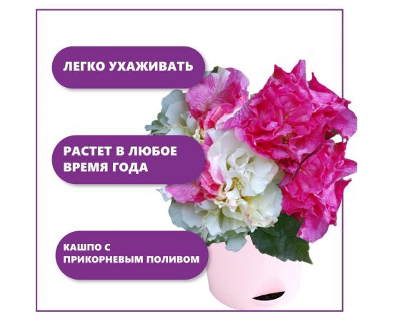 Набор для выращивания растений Тысяча Листьев сумасшедшая роза tl-033 – изображение 3