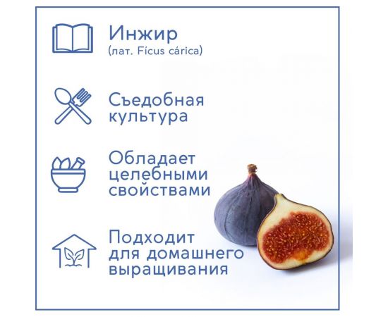 Набор для выращивания растений Тысяча Листьев инжир tl-032 – изображение 3