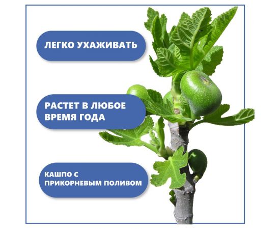 Набор для выращивания растений Тысяча Листьев инжир tl-032 – изображение 6
